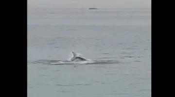 إغلاق شواطئ سيدني.. هجوم مفاجئ لقرش يستهدف شابا في استراليا وتدخل أمني عاجل